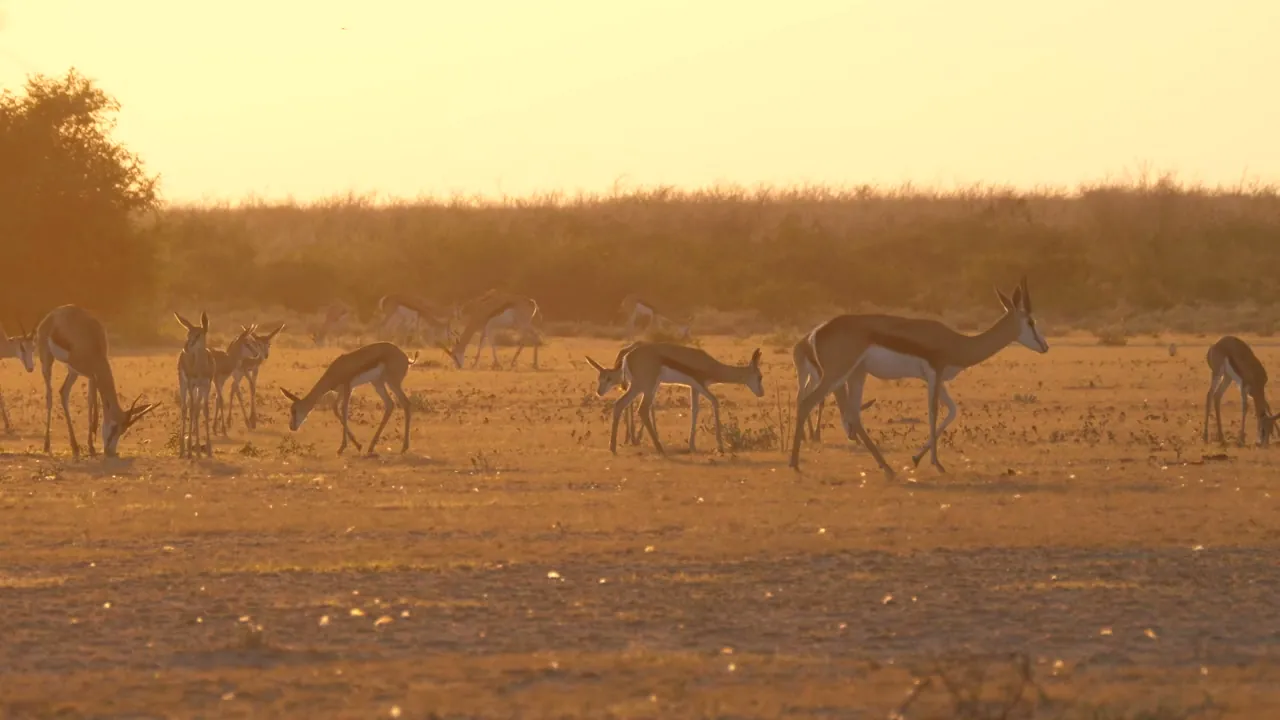 Golden-hour savanna with grazing springbok